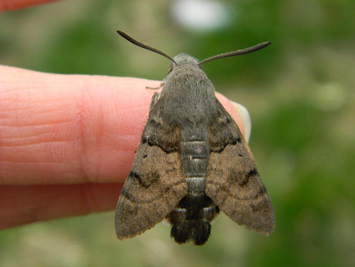 Macroglossum stellatarum